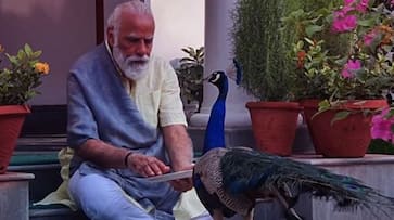 PM Modi posts precious moments of him feeding peacocks-dnm
