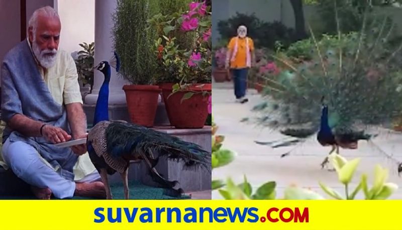 PM Modi feeds peacocks shares video with nature on his Instagram