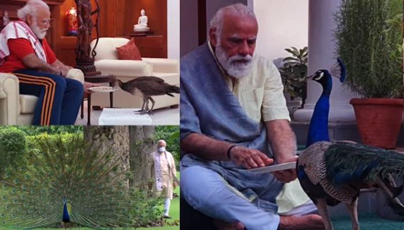 Modi Shares Video Of His Bond With Peacocks viral