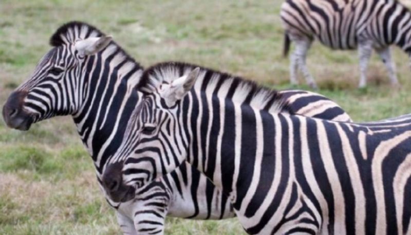 zebra gets in a fight with lioness to save its friend