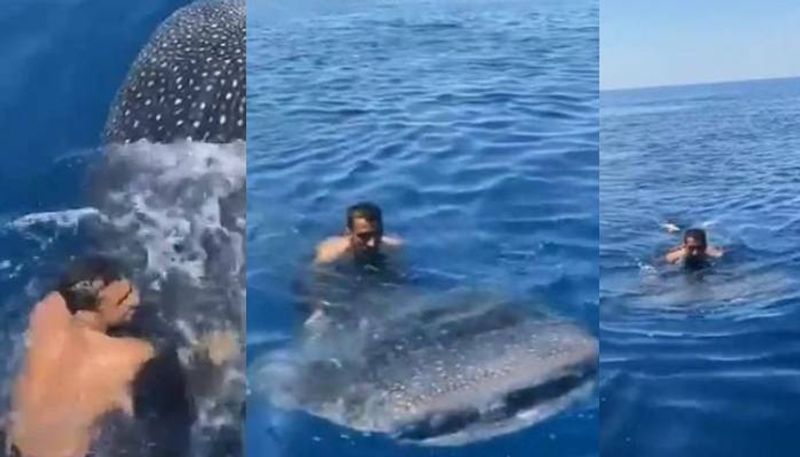 Shocking viral video of Man Jumping On Whale Shark