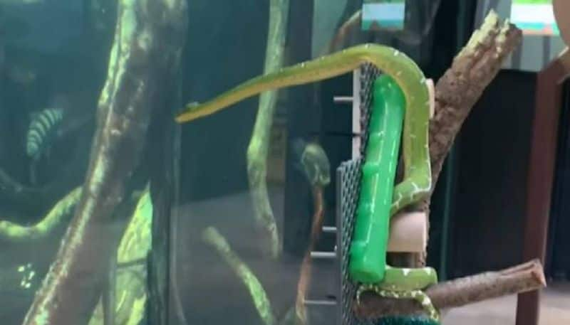 video of snake watching fish at aquarium goes viral