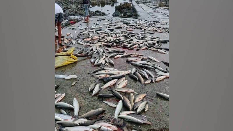 Fishes at Parvathi barrage in Karimanagar district