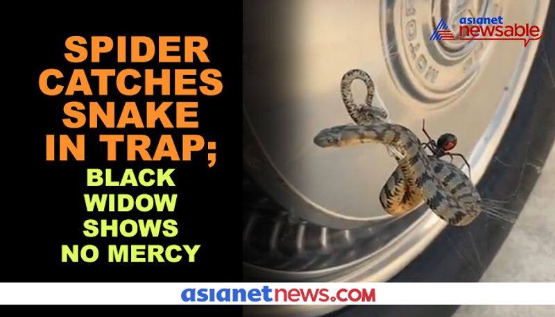 Spider lays trap, catches dangerous snake; video goes viral - gps