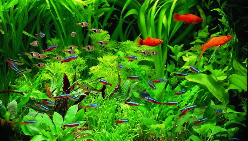 how to care aquarium plants