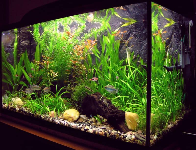 how to care aquarium plants