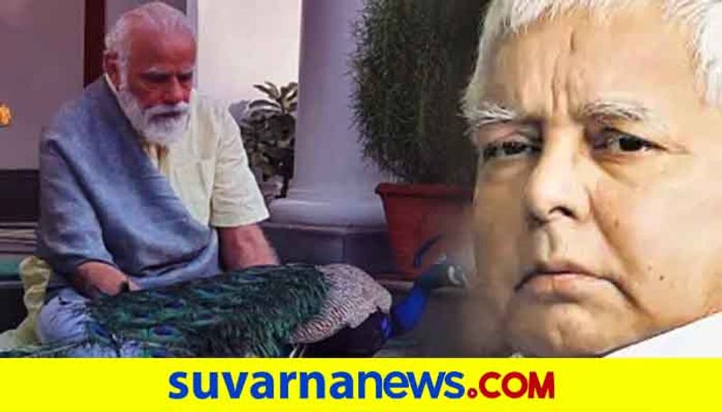 Modi feeding peacocks turns Controversy RJD recalls 2017 Lalu episode