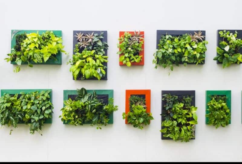 Helpful Tips for Vertical Gardens