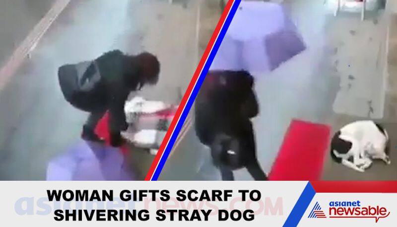 Watch Shivering stray dog gets heart-warming gift from woman - gps