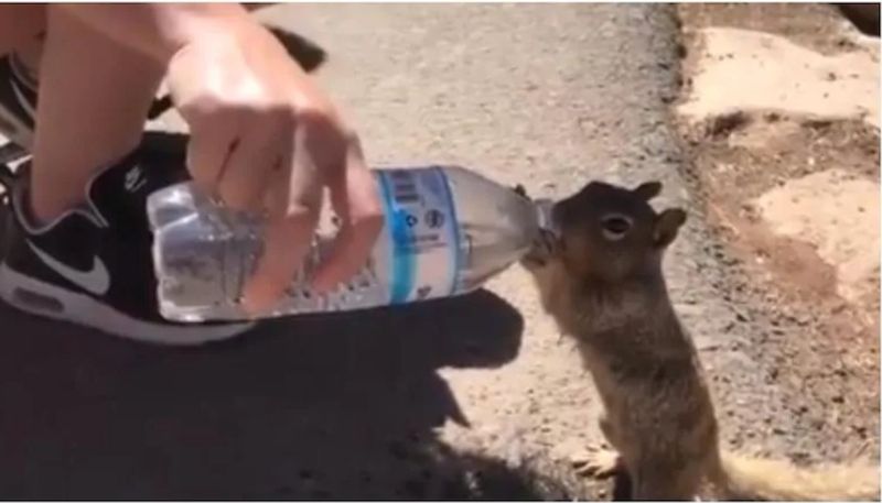 man helps squirrel to drink water from plastic bottle