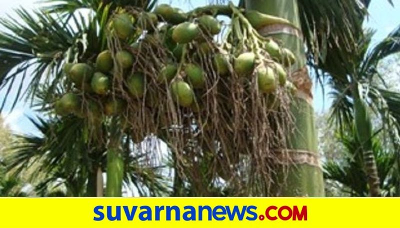 Arecanut Has Medicine Power Camco snr