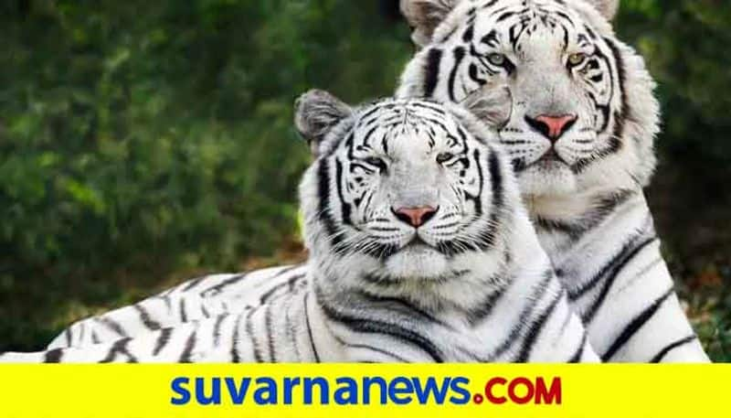 White Tiger Came to Kamalapur Zoological Park in Ballari