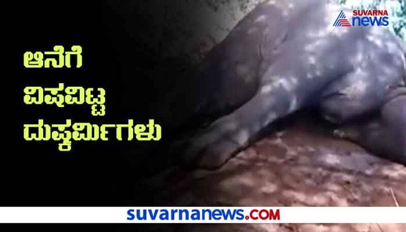 Elephant Fed Poison in Chamarajanagar