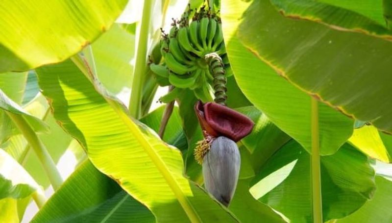 grow banana in containers