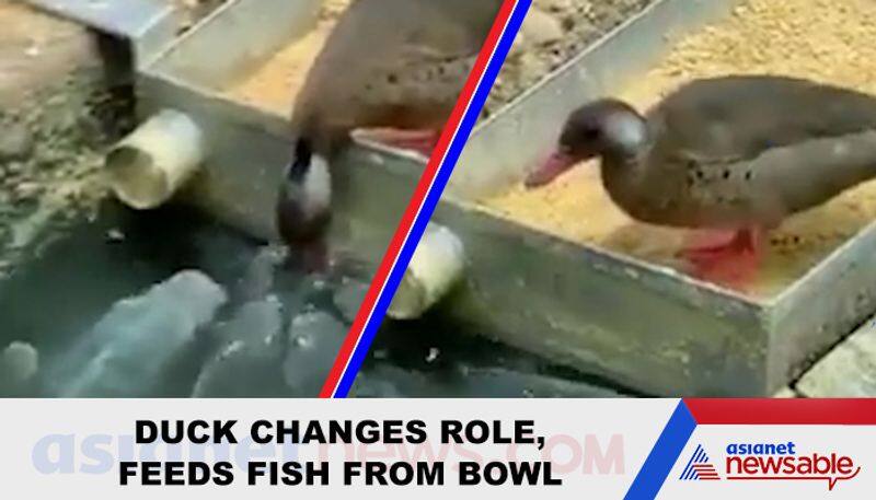 Watch Duck feeds fish from bowl; video goes viral - gps