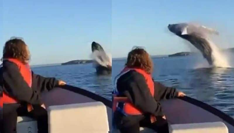 viral video of Whale leaps out of water