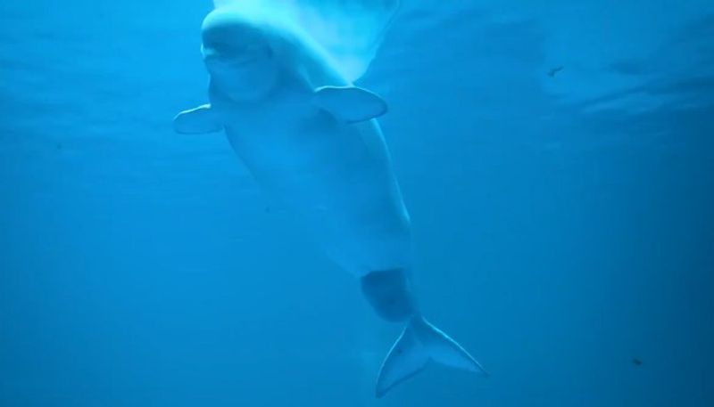 biggest whale Trapped  and back into sea in mangaluru snr