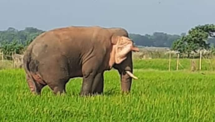 সেলফি তোলার জন্য ভিড়, ফের হাতি ঢুকল জঙ্গলমহলের গ্রামে