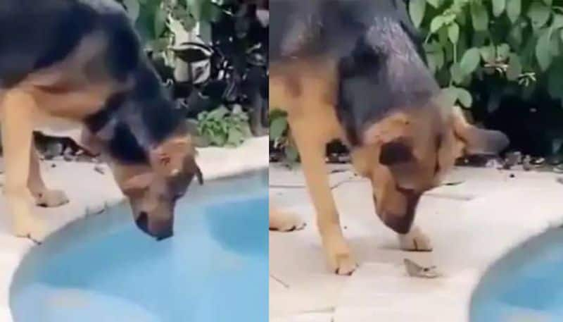 Viral video of Dog saves grasshopper