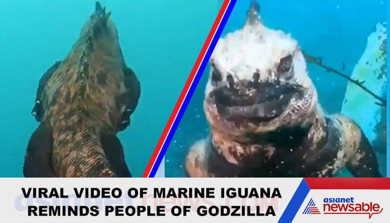 Watch Marine iguana in water reminds people of Godzilla - gps