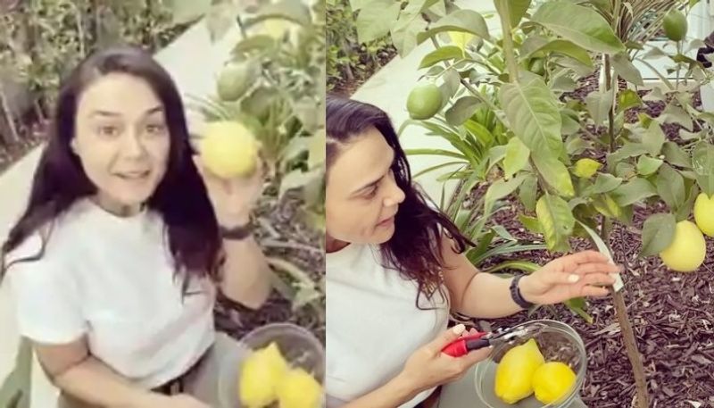 preity zinta rightfully proud of her home grown lemons in instagram video