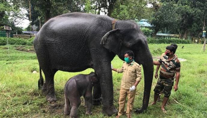 গরুমারা অভয়ারণ্যের নয়া অতিথি, মতিরানীর কোল আলো করে এল সন্তান