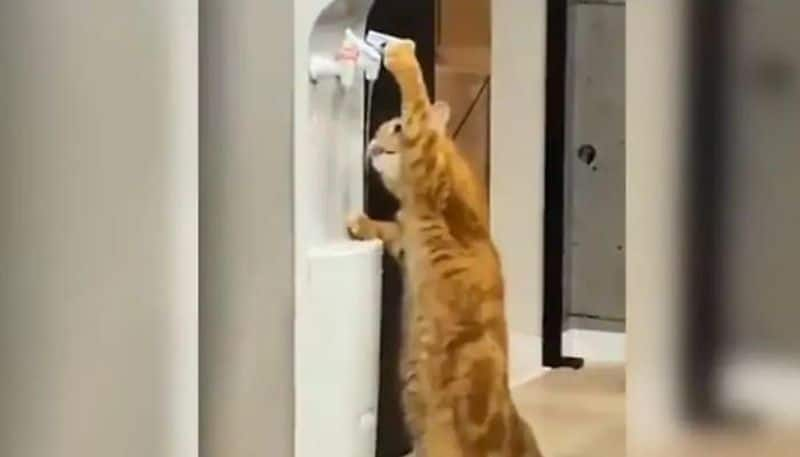 Cat drinks water from cooler in viral video