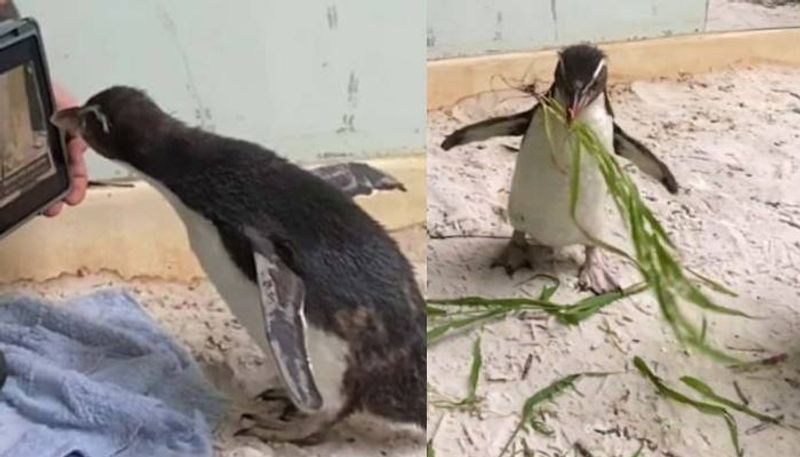 Pierre the penguin loves watching cartoon video viral