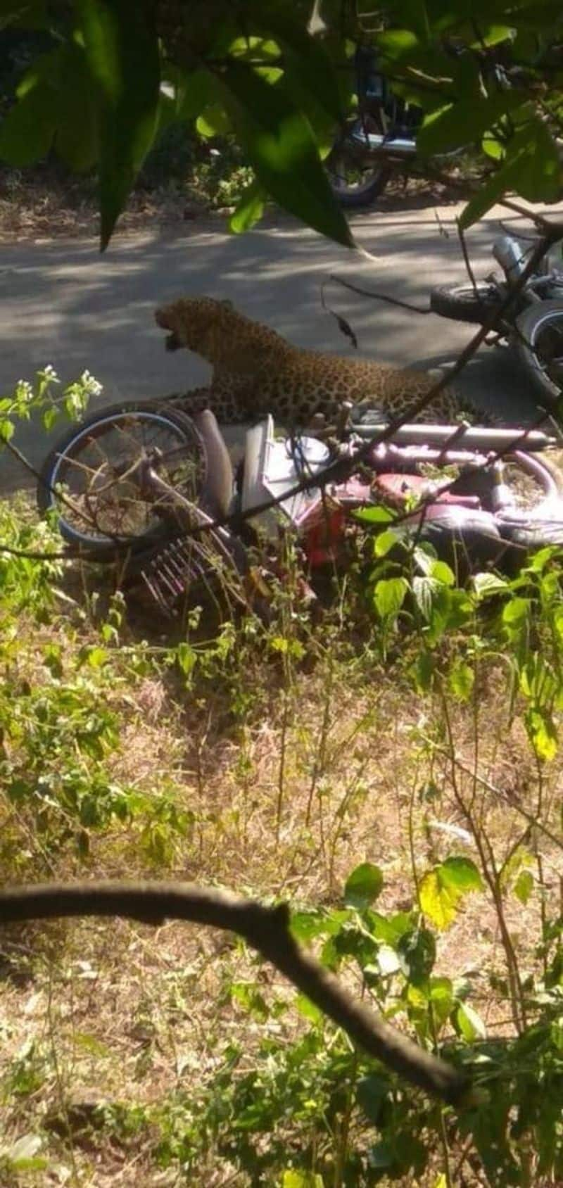 Fake alert Leopard attack in Srisailam ghat road