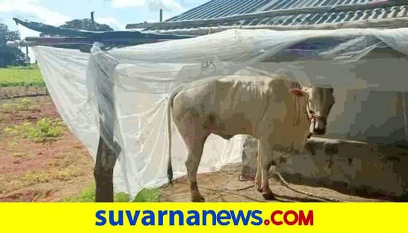 Cattle Disease in Yadgir Leaves Farmers Worried