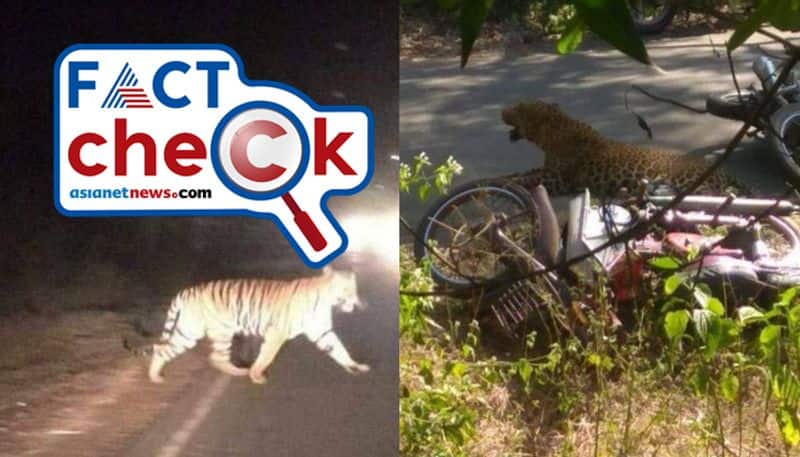 Fake alert Leopard attack in Srisailam ghat road