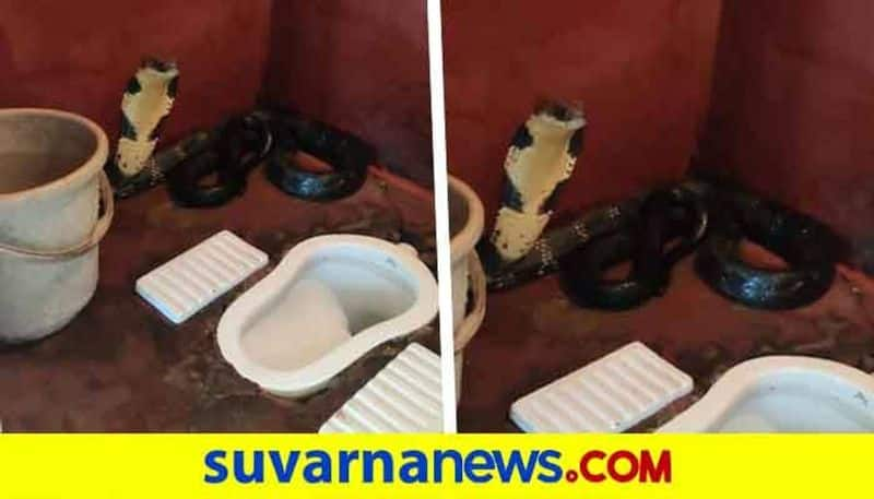 Biggest King Cobra Found In Toilet At Madikeri