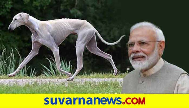 PM Modi applauds Mudhol a desi dog breed in mann ki baat