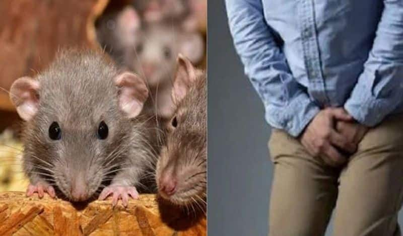 Woman Bites Husband's penis after he refuses to kill rat in their home