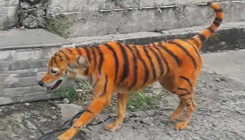 Stray Dog Found Painted Like A Tiger