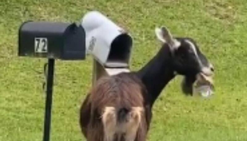 goat eats letters from mailbox in viral video