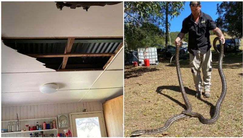 Two Large Pythons Crash Through Ceiling. They Were Fighting Over A Female