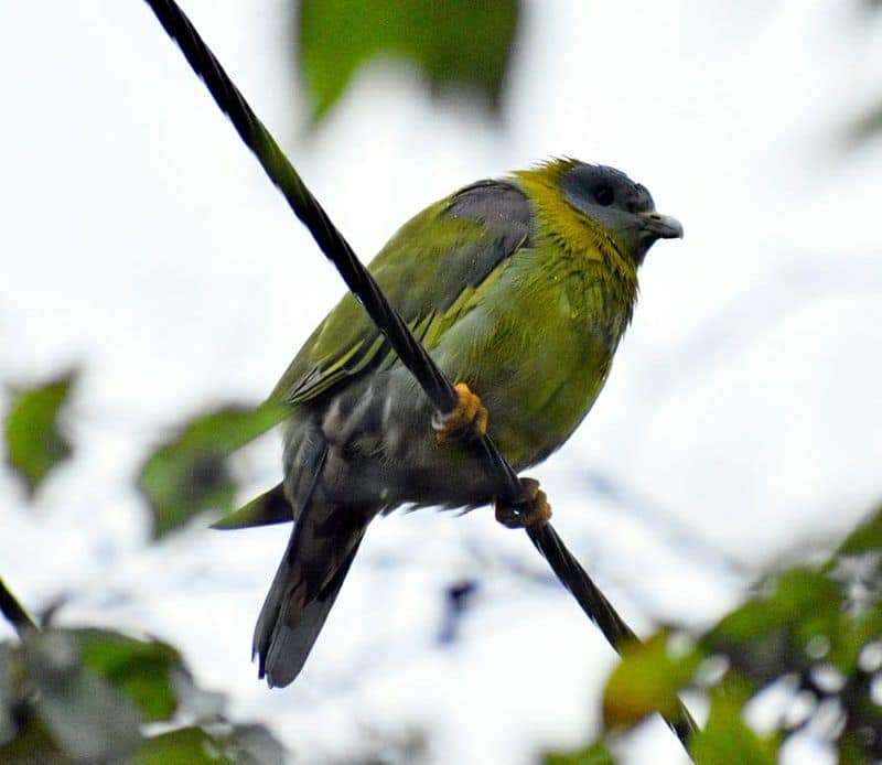 Green Pigeons Came to Ranibennur in Haveri District