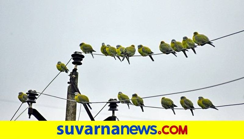 Green Pigeons Came to Ranibennur in Haveri District