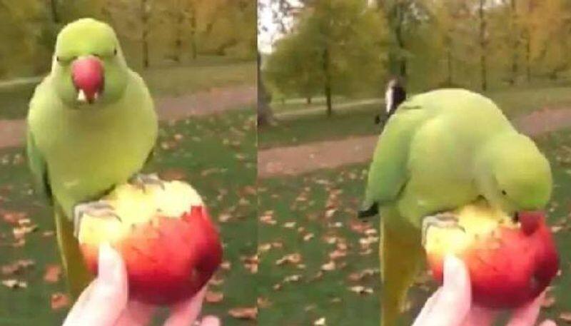 Parrot Eating Apple From Human Hand viral video