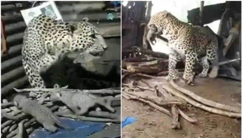 leopards mom that gave birth inside hut in nashik takes cubs to jungle