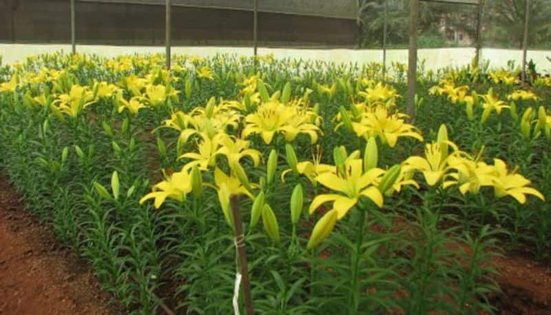 how to grow lilium plants in polyhouse