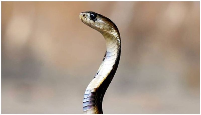 snake creates panic under bike seat cover in nellore district lns