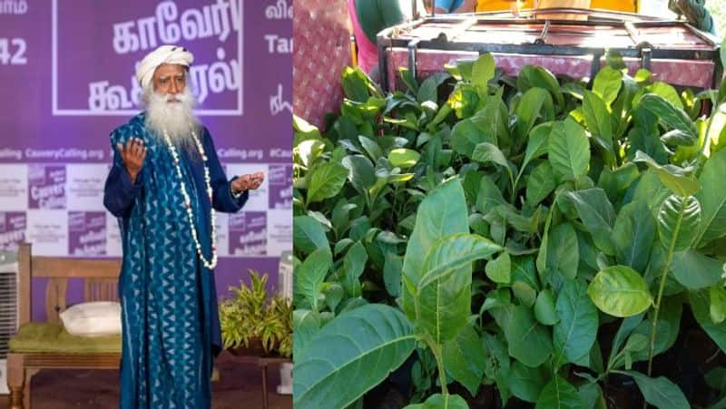 cauvery kookkural planting one lakh trees in dindigul district