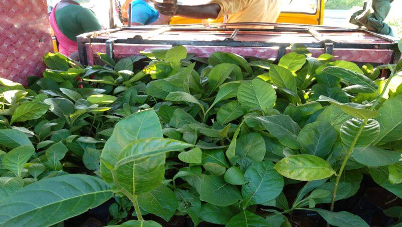 cauvery kookkural planting one lakh trees in dindigul district