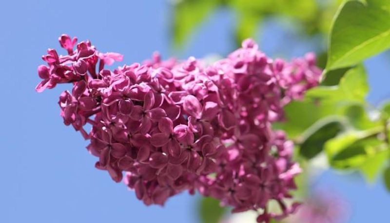 how to care lilac flowers