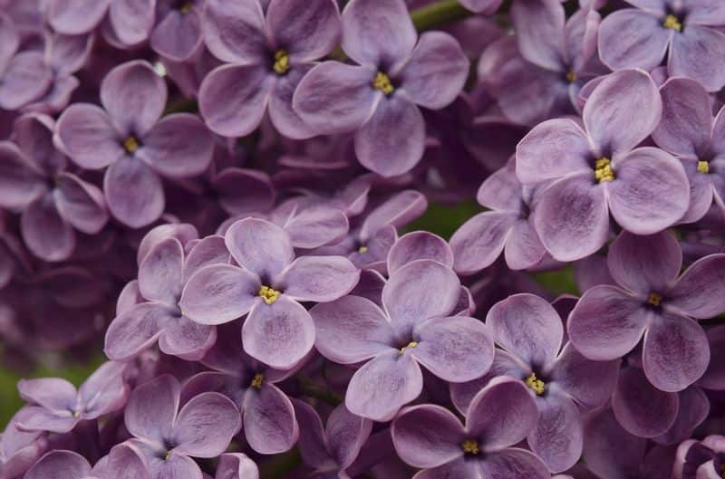 how to care lilac flowers