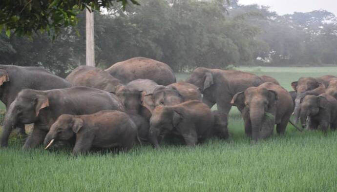 কাকভোরে গ্রামে ঢুকল হাতির পাল,  চাষে বড়সড় ক্ষতির আশঙ্কা মেদিনীপুরে