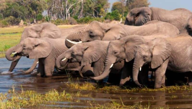 Botswana president Mokgweetsi Masisi says some Europeans value the lives of elephants more than human regarding trophy hunting import ban