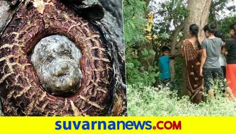 Shukamuni Swamy Face in Neem Tree in Koppal District